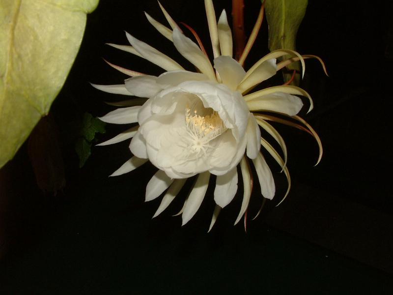 DSCF0547.JPG