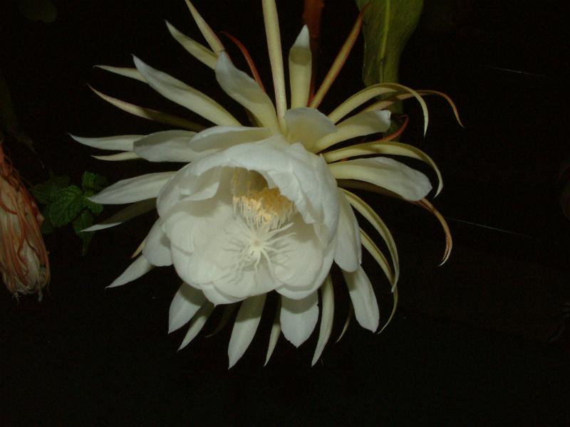 DSCF0550.JPG