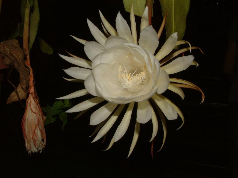 DSCF0552.JPG