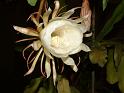 DSCF0517