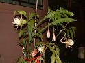 DSCF0535