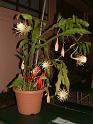 DSCF0536