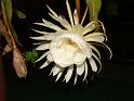 DSCF0542