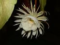 DSCF0544