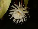 DSCF0545