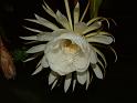 DSCF0548