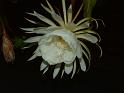 DSCF0551