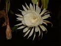 DSCF0552
