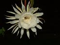 DSCF0553