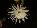 DSCF0554
