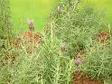 DSCF0103