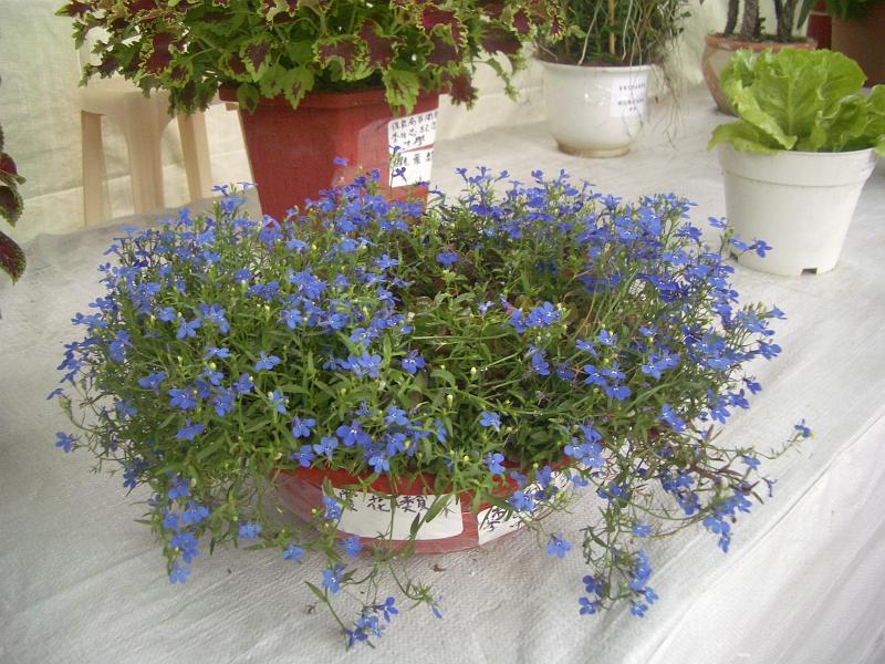 IMGP2815.JPG