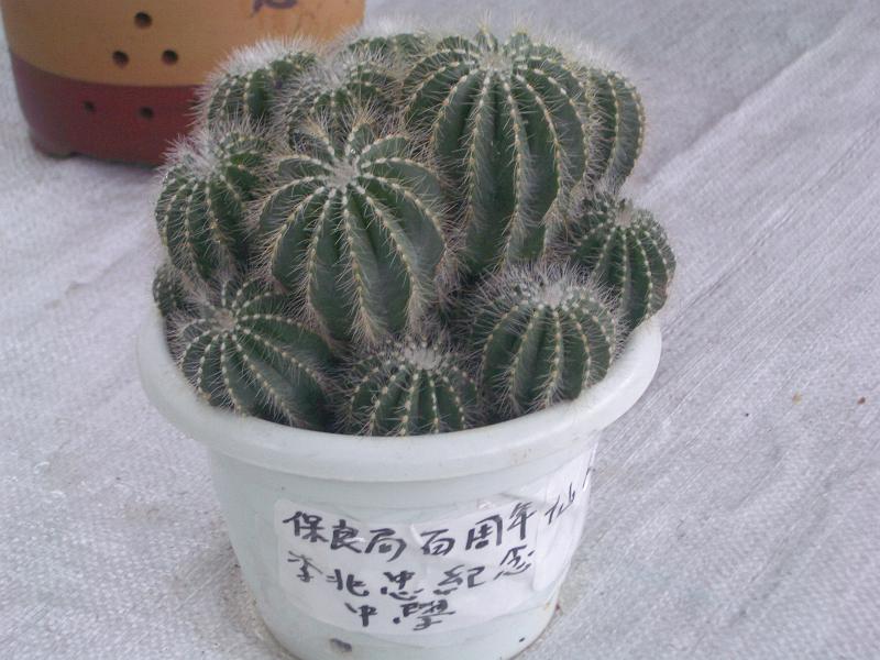 IMGP2818.JPG