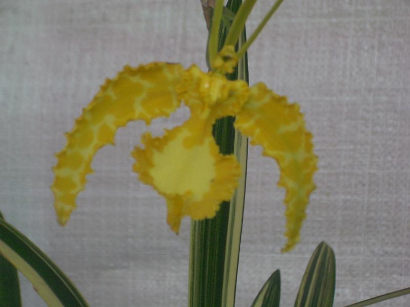 IMGP2839.JPG