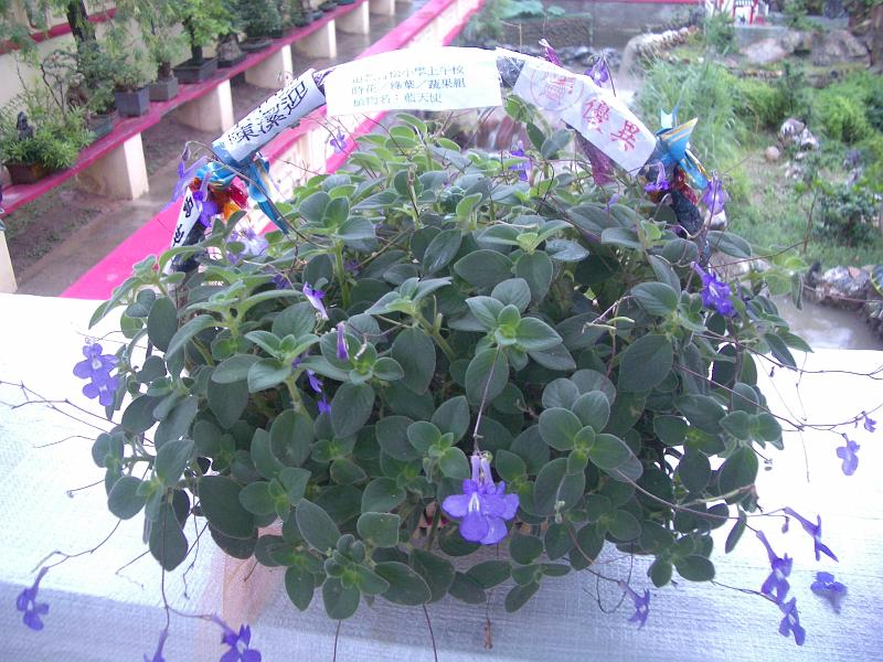 IMGP2866.JPG