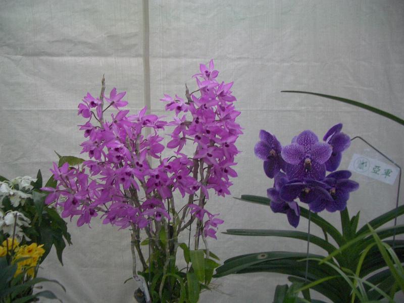 IMGP2871.JPG