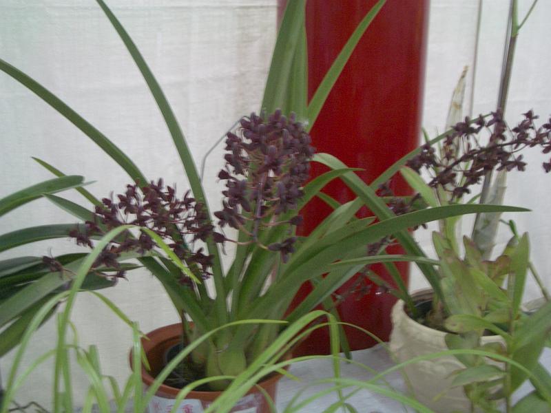 IMGP2872.JPG