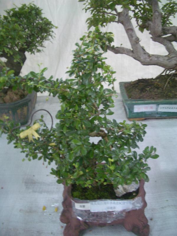IMGP2879.JPG