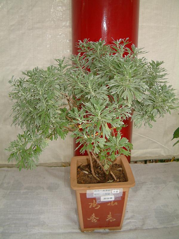 DSCF0322.JPG