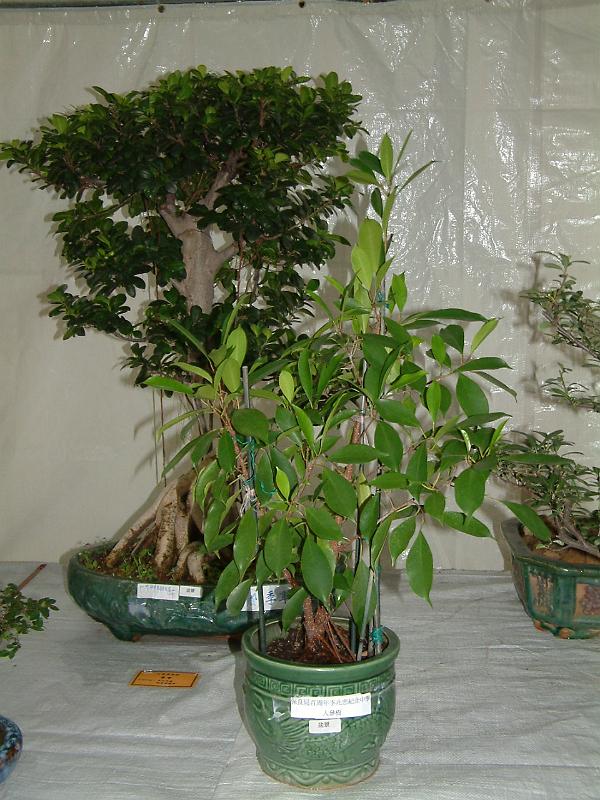 DSCF0365.JPG