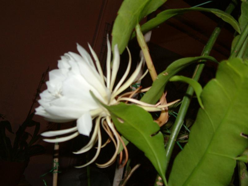 DSCF0179.JPG