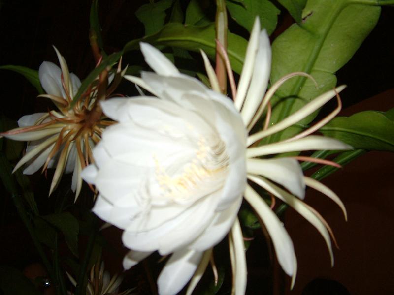 DSCF0183.JPG