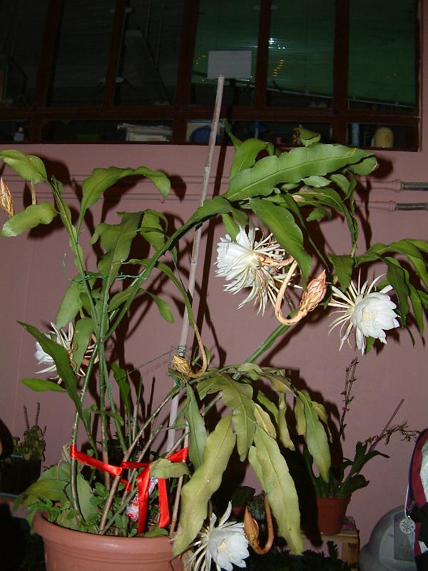 DSCF0187.JPG