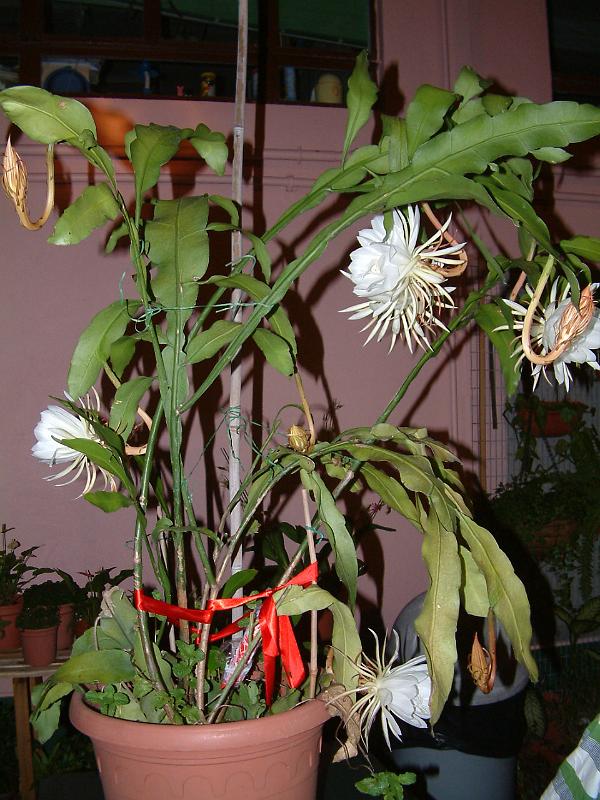 DSCF0195.JPG
