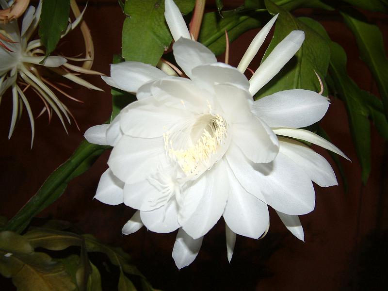 DSCF0257.JPG