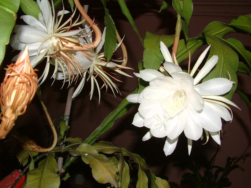 DSCF0258.JPG