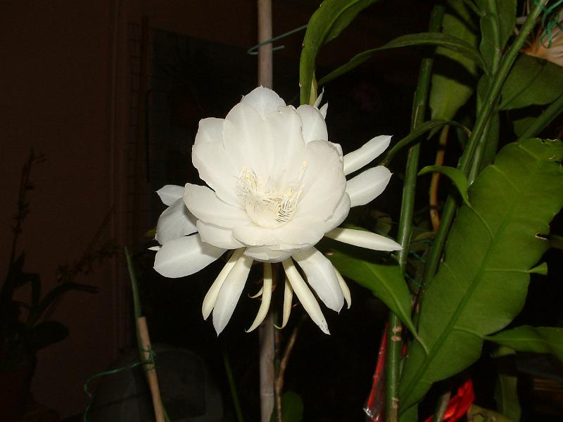 DSCF0310.JPG