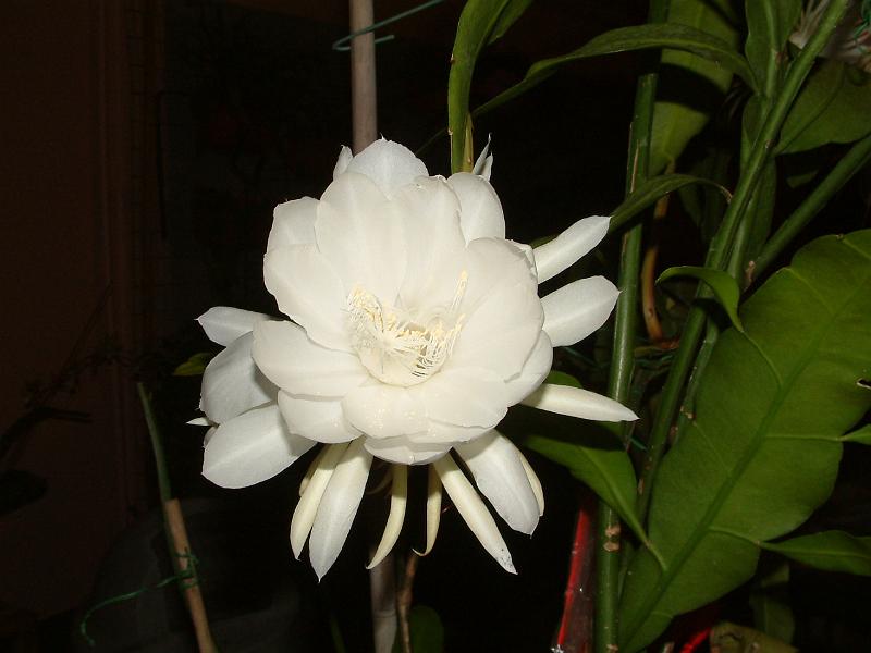 DSCF0311.JPG