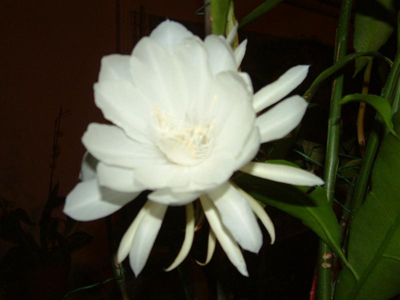 DSCF0314.JPG