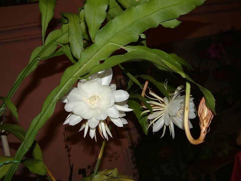 DSCF0315.JPG