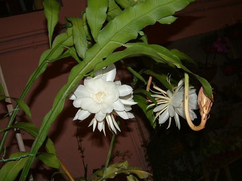 DSCF0316.JPG