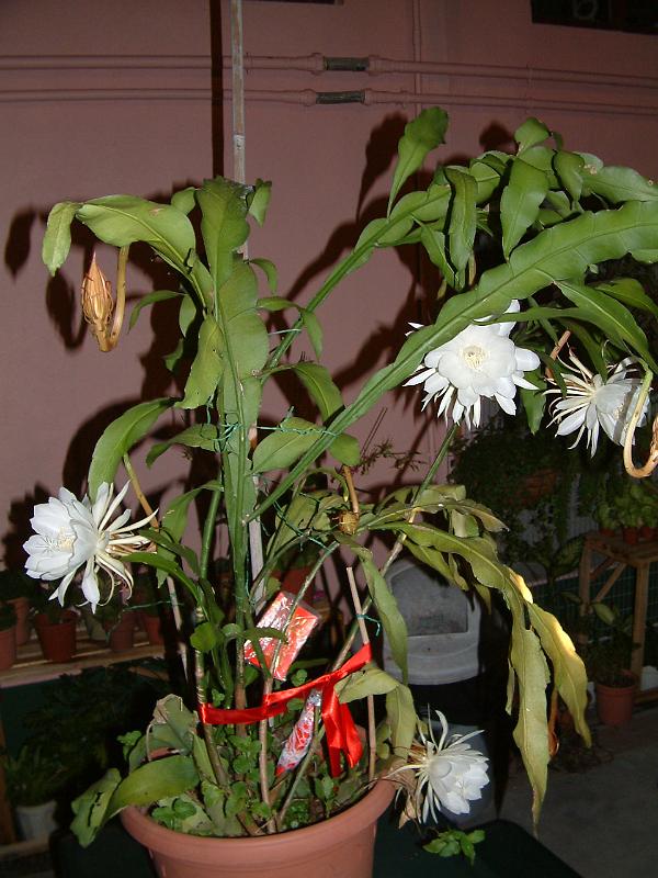 DSCF0317.JPG