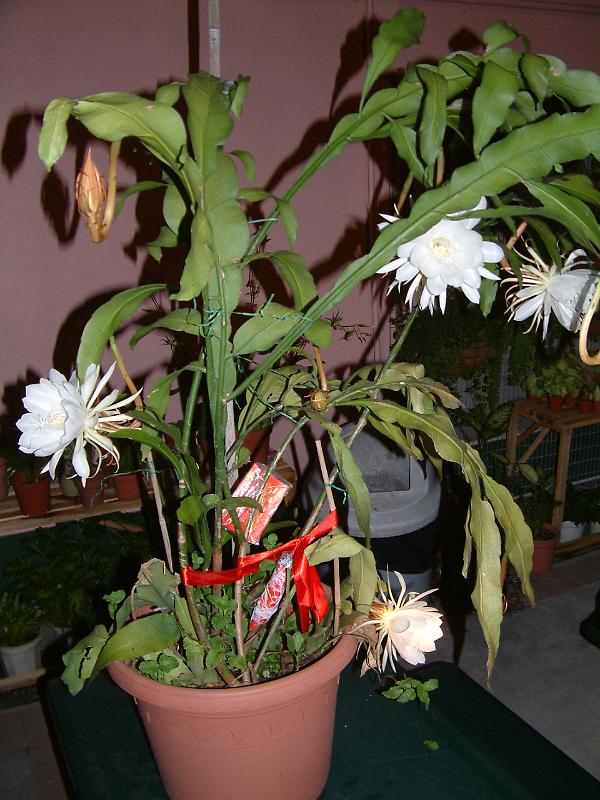DSCF0319.JPG
