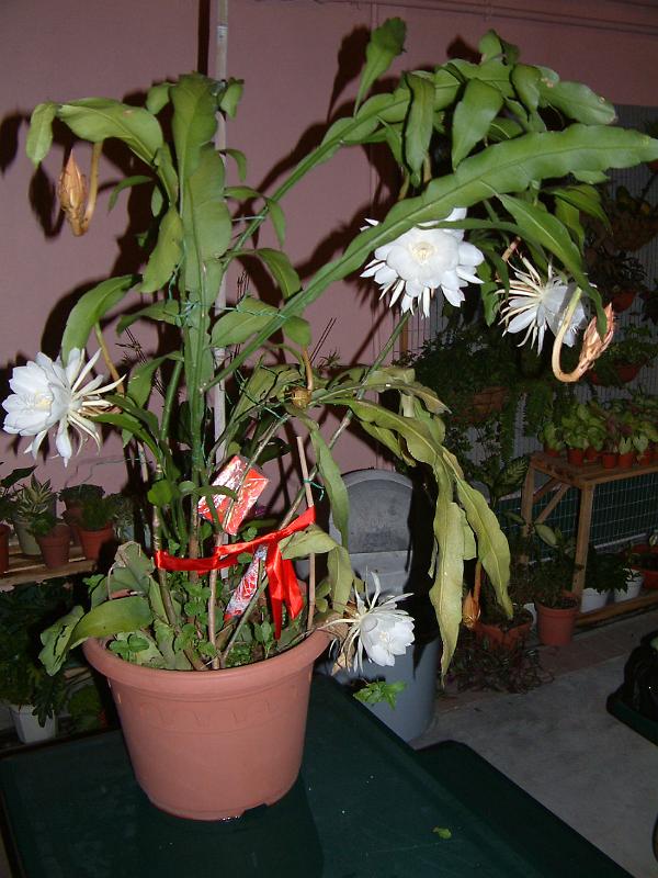 DSCF0324.JPG