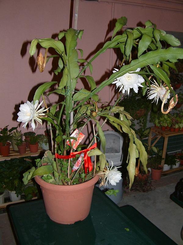 DSCF0325.JPG
