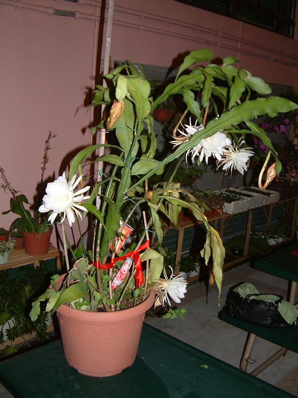 DSCF0330.JPG