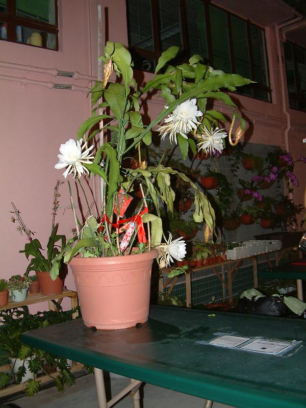DSCF0331.JPG