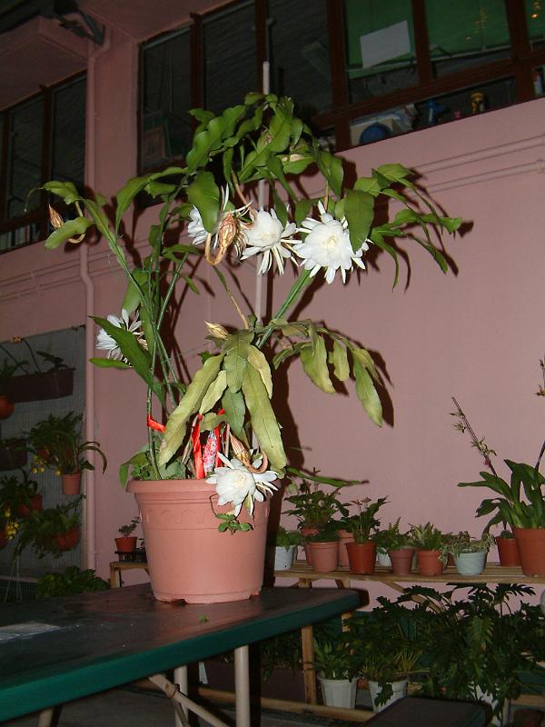 DSCF0335.JPG