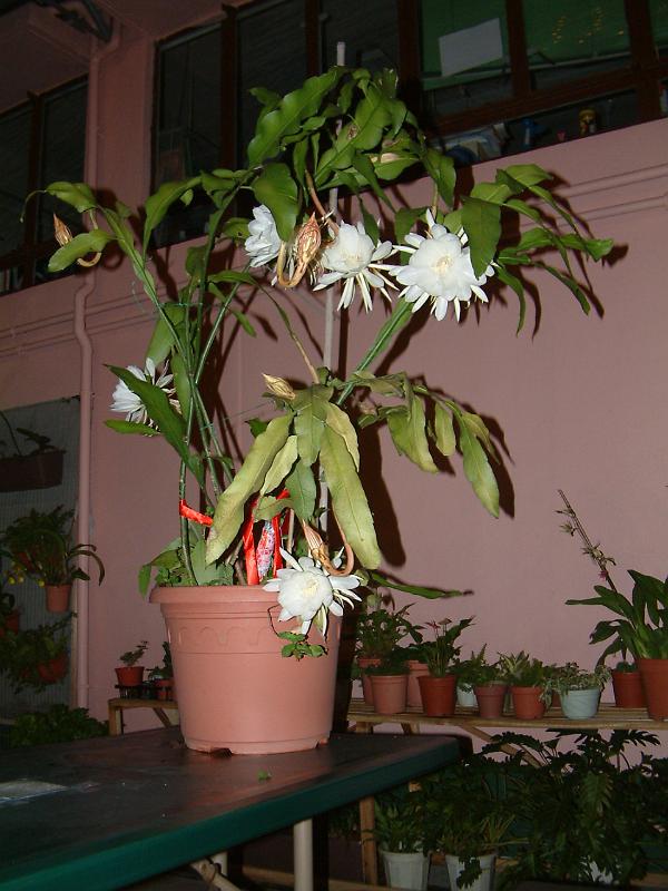 DSCF0336.JPG