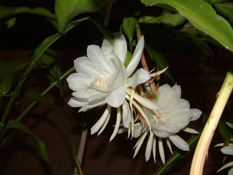 DSCF0343.JPG