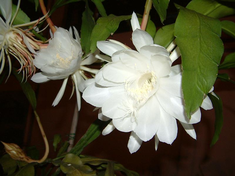 DSCF0344.JPG