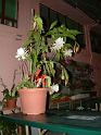 DSCF0334