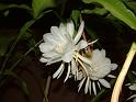 DSCF0343