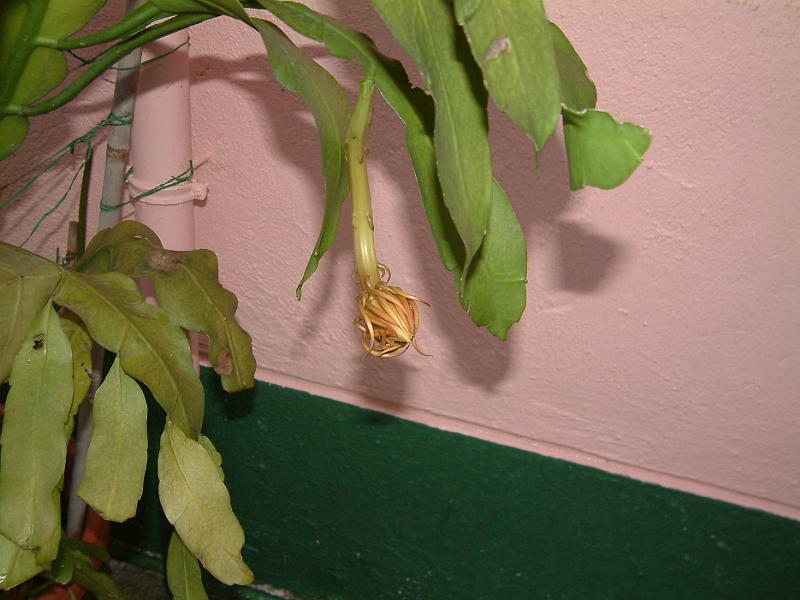 DSCF0015.JPG