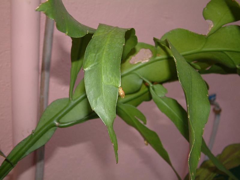 DSCF0017.JPG