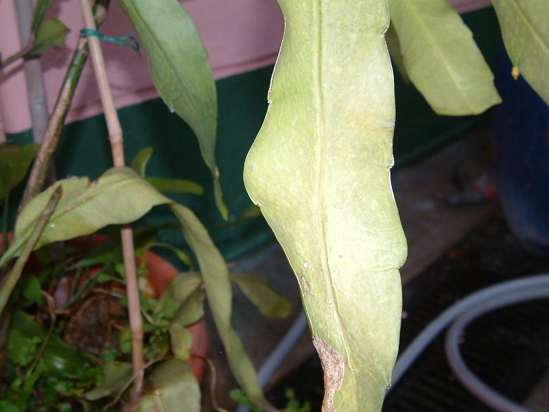 DSCF0020.JPG